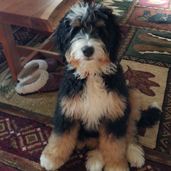 Meet your Posher, Kathy - Picture 4 of 4